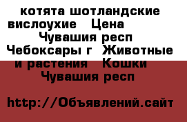 котята шотландские вислоухие › Цена ­ 5 000 - Чувашия респ., Чебоксары г. Животные и растения » Кошки   . Чувашия респ.